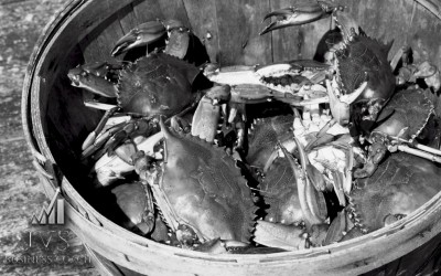 Als een krab in een emmer